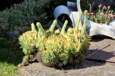 Tavuklar ve civcivler Sempervivum tectorum, ayrıca Houseleek ve çatı bitkisi olarak da bilinir, çoklu uzun çiçek saplı yoğun yeşil güller oluşturur, güneşli bir taş yüzeyde yuvarlak bir kasede büyür.