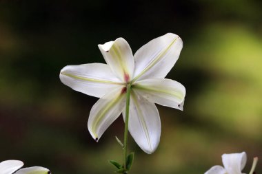 Lily Lilium, Paskalya zambağı ve trompet zambağı olarak da bilinir, soluk yeşil damarlar ve merkezi bir gövde, koyu bulanık bir arkaplan üzerine kurulmuş beyaz bir çiçek sergiler.