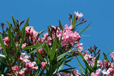 Oleander Nerium zakkum, aynı zamanda gül ağacı ve Güney Denizi gülü olarak da bilinir, pembe beş yapraklı çiçekler ve uzun derimsi yeşil yapraklar sergiler, açık mavi arkaplan ile güneş ışığında çiçek açarlar.