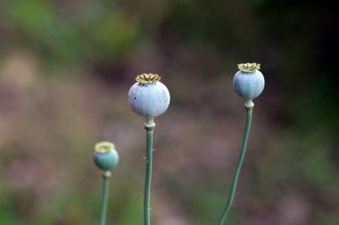 Afyon haşhaşı Papaver somniferumu, aynı zamanda ekmek tohumu haşhaşı ve bahçe haşhaşı olarak da bilinir, yıldız şeklinde taç takan mavi-yeşil tohumlar gösterir, bulanık doğal arka planda, uzun saplar üzerinde yükselir.