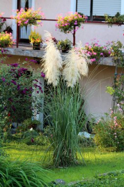 Cortaderia selloana otları, ayrıca gümüş pampalar ve tussock otları olarak da bilinir, uzun tüylü beyaz tüyler ve güneşli bir bahçe bahçesinde büyüyen uzun yeşil yapraklar içerir.
