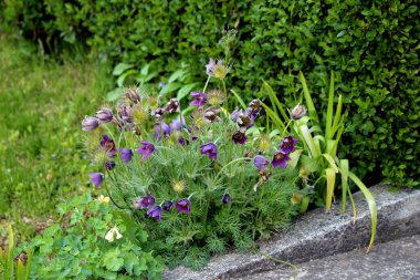 Pasqueflower Pulsatilla vulgaris, aynı zamanda Avrupa pasqueflower ve rüzgar çiçeği olarak da bilinir, yeşil bir çit ve yolun yanında ince bölünmüş yapraklarla ipeksi mor çiçekler ve tüylü tohum başları sergiler.
