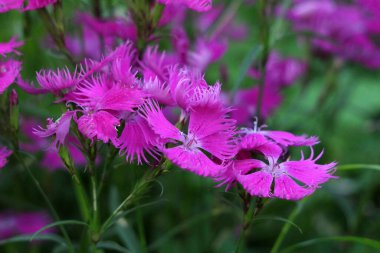 Pembe ve fırfırlı pembe olarak da adlandırılan tüylü karanfil Dianthus süper otobüsü, açık pembe, derinden kesilmiş yapraklar sergiliyor, yeşil çimenler ve yapraklar arasında yabani bir şekilde büyüyor.