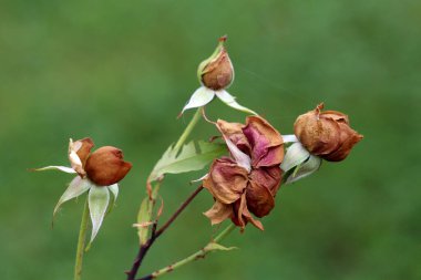 Gül Rosa, aynı zamanda bahçe gülü olarak da bilinir. Yazın sonlarında solmuş kahverengi çiçek tomurcukları ve yeşil saplarda kurumuş yapraklar gösterir.