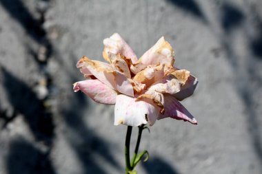 Rose Rosa melezi, aynı zamanda bahçe gülü ve melez çay gülü olarak da bilinir, kahverengi kenarlı yapraklarla solmuş pembe bir çiçek sergiler, desenli gri bir duvara karşı güneş ışığıyla aydınlatılır.