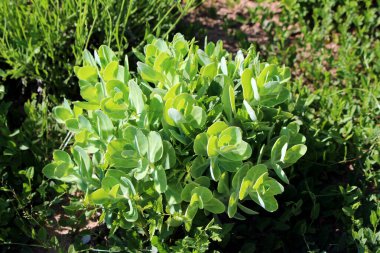 Sedum spektabile, gösterişli taş rop ve buz bitkisi olarak da bilinir, sık bir yığın etli, yuvarlak yeşil yaprak oluşturur, bahçe bitkileri ve çimenler arasında parlak güneş ışığında gelişir.