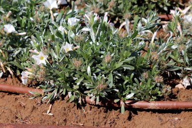 Silverleaf bindweed Convolvulus cneorum, aynı zamanda gümüşi çalılık ve çalılık bağotu olarak da bilinir, gümüş-yeşil yapraklar ve beyaz trompet çiçekleri gösterir, kuru toprakta sulama borusuyla çiçek açarlar.
