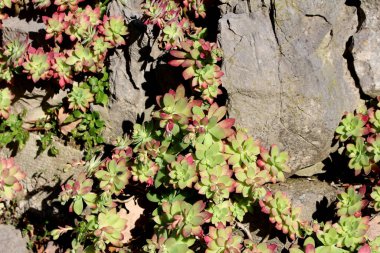 Stonecrop Aeonium sedifolium, ayrıca cüce aeonyum ve küçük aeonyum olarak da bilinir, koyu yeşil ve kırmızı uçlu rosetler oluşturur ve kuru bir kaya bahçesindeki kayaların üzerine yayılır.