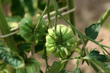 Domates Solanum lycopersicum, aynı zamanda bahçe domatesleri ve aşk elması olarak da bilinir, tüylü saplı ve sivri yapraklı, olgunlaşmamış yeşil meyveler gösterir.
