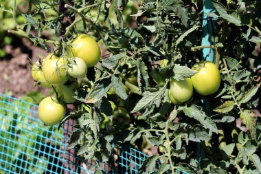 Domates Solanum lycopersicum, aynı zamanda bahçe domatesleri ve aşk elması olarak da bilinir, olgunlaşmamış yeşil meyve kümeleri gösterir. Kabuklu ve kıllı gövdeler, güneş ışığında mavi ağların üzerinde yetişen yapraklı sarmaşıklarda yetişir.