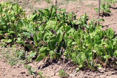 İsviçre pazısı Beta vulgaris, aynı zamanda gümüş pancar ve yaprak pancarı olarak da bilinir, güçlü güneş ışığı altında kuru bahçe toprağında yetişen kahverengi ve siyah hasarlı yeşil yapraklardan oluşan bir sıra oluşturur.