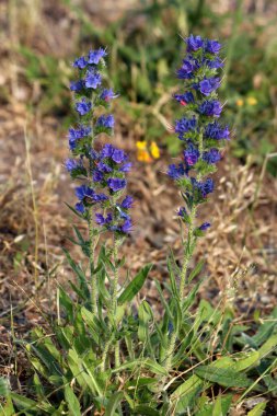 Yılan böceği parlatıcısı Echium vulgare, ayrıca yabani otlar ve mavi devedikeni olarak da bilinir, uzun mavi ve pembe yapraklı dikenler gösterir.