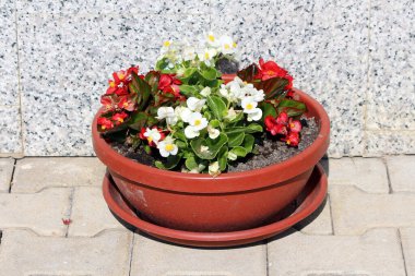 Balmumu begonya semperfloren, begonya ve fibröz begonyası olarak da bilinir, sarı merkezli kırmızı ve beyaz çiçekleri ve taş kaldırımdaki kahverengi bir tencerede parlak yaprakları gösterir.