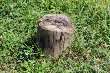 Çatlamış ağaç gövdesi ve kabuğu yeşil çimenlerin, yoncaların ve karahindiba çiçeklerinin arasında oturur. Güneş ışığında çürüyen çimenlerdeki doğal dokuları ve desenleri gösterir.