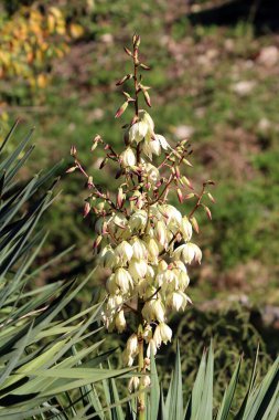 Yucca filamentosa, Adem iğnesi ve kaşık yaprağı yukkası olarak da bilinir, güneşli bir bahçede, keskin mavi-yeşil yaprakların üzerinde, uzun, kremalı beyaz çan şeklinde çiçekler sergiler. 