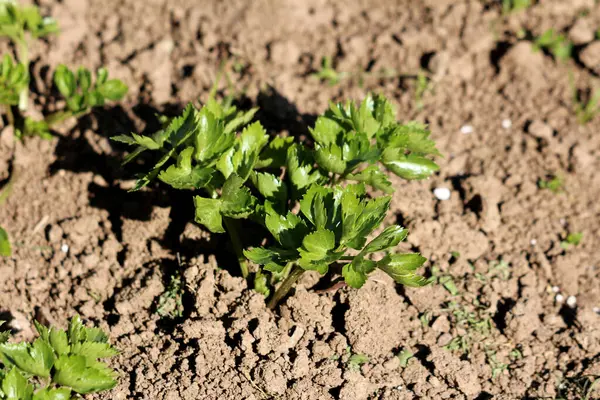 Kereviz Apium mezarlığı, ayrıca bahçe kerevizi ve yabani kereviz olarak da bilinir, parlak yeşil tırtıklı yaprakları olan, güneşli bir sebze tarlasında gevşek kahverengi toprakta büyüyen genç bir bitkiyi gösterir.