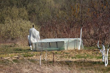 Kırsal bir bahçede, çıplak toprak ve fırçayla çevrili, korumacı plastiğe sarılı genç bir ağaç gövdesinin yanında, şeffaf plastikle kaplı, açık plastik bir serayla kaplı.