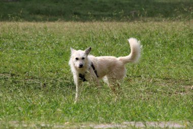 Orta boylu, tüylü, dik kulaklı, tüylü kuyruklu, uzun yeşil çimenlerde tetikte duran, koşum takımı takan ve güneşli bir parkta ya da tarlada kameraya bakan bir köpek.