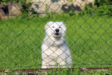 Büyük beyaz kabarık tüylü köpek elmas desenli tel bir çitin arkasında oturuyor, yemyeşil çimenli bir muhafazadan dışarı bakıyor, güneş ışığı kalın kürkünü ve bulanık doğal arka planını aydınlatıyor.