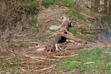 Sivri uçlu taze kemirilmiş ağaç gövdesi bir göletin kenarındaki odun parçaları ve dallar arasında yer alır, sulak bir yaşam alanında otlar ve çalılarla kunduzların faaliyet gösterdiğine dair kanıtlar.