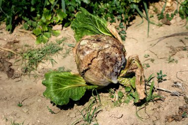 Lahana Brassica oleracea, aynı zamanda beyaz lahana ve baş lahanası olarak da bilinir, kahverengi, hasarlı dış yapraklarla yuvarlak bir kafa gösterir, yabani otlar ve diğer bitkiler arasında kuru bahçe topraklarında yetişir.
