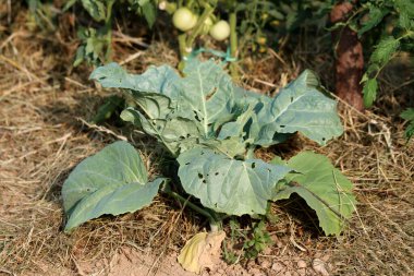 Lahana Brassica oleracea, aynı zamanda baş lahanası ve yabani lahana olarak da bilinir, geniş mavi-yeşil yaprakları ve böcek deliklerini gösterir, kuru toprakta yetişir ve domates bitkilerinin yanında saman samanı