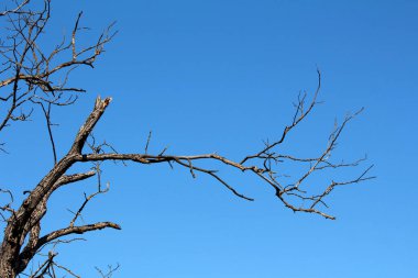Yıpranmış, yapraksız ağaç dalları bulutsuz mavi gökyüzüne doğru keskin bir şekilde uzanır, parlak güneş ışığı altında ölü ya da uykuda olan bir ağacın keskin siluetini ve desenli kabuğunu vurgular.