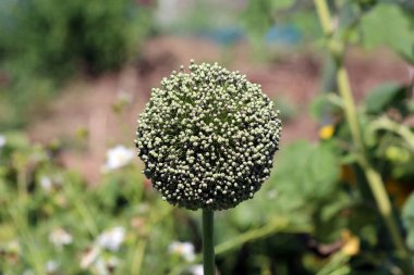 soğan soğan ve bahçe soğanı olarak da adlandırılan soğan Allium cepa, uzun bir sapın üzerinde yoğun küresel yeşil çiçek tomurcukları kümesi gösterir, bulanık bir bahçe arka planına karşı durarak