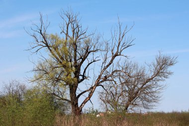 Willow Salix, yapraksız ölü dalları ve seyrek yeni yeşil yaprakları gösteriyor. Mavi gökyüzünün altındaki çimenli bir çayırda duruyor. Mevsimsel değişimi ve ilkbaharda ağaçların dayanıklılığını yakalıyor.