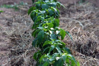 Aynı zamanda tatlı biber ve dolma biber olarak da adlandırılan biber biberi, yaprakları sivri yapraklı yeşil bir sıra oluşturarak yaz mevsiminde çimenli bahçelerde yetişir.