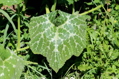 Kabak kabağı kabağı, kabak ve tarla kabağı olarak da bilinir, beyaz çeşitliliğe sahip büyük yeşil bir yaprak gösterir ve küçük delikler, yoğun güneş ışığı otları ile çevrili