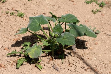 Balkabağı kabağı ve kabak olarak da bilinen kabak kabağı kabağı, geniş, yuvarlak yeşil yapraklı, kuru bahçe toprağında yere kadar büyüyen, yayılan genç bir bitki sergiliyor.