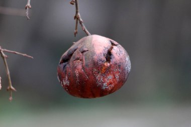 Çürük elma Malus domestica, ayrıca meyve bahçesi elması ve sıradan elma olarak da bilinir, buruşmuş, küflü çatlak bir meyveyi, bulanık bir arka planda çıplak bir dala asılı olarak gösterir.