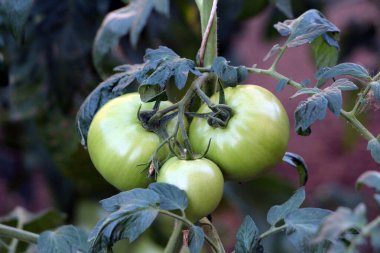 Domates Solanum lycopersicum, ayrıca bahçe domatesleri ve aşk elması olarak da bilinir, büyük olgunlaşmamış yeşil meyveler, kaburga derileri ve koyu renkli yapraklar, gölgeli bir bahçede, kalın bir sarmaşıkta asılı duruyor.