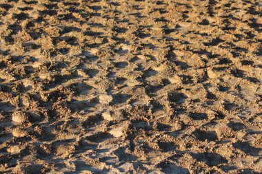 Kavrulmuş toprağın yakın çekimi, yoğun bir düzensiz çatlaklar ve tıkanıklıklar ağını ortaya çıkarıyor. Bu, kilden zengin topraklarda kuraklık ve kuraklık stresinin klasik bir göstergesidir.