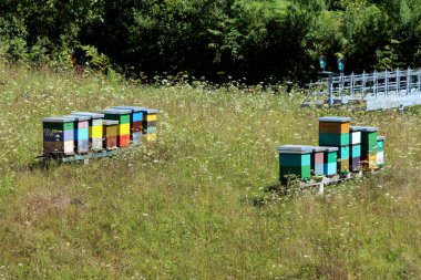 Boyalı ahşap arı kovanlarından oluşan gruplar, kır çiçekleri ve uzun otlar arasında canlı bir arı kovanına dönüşerek, yerel polen taşıyıcılarını destekleyen sıradan bir kiraz ağacı olan achillea millefolium ve vahşi havuç daucus carota 'yı oluştururlar.