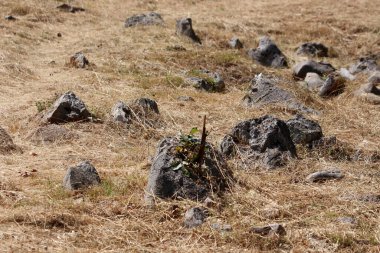 Kuru sarımsı otlar, karanlık volkanik kayalar ve minimum bitki örtüsüyle dağılmış düzensiz zemini kaplar. Bu da yarı kurak bir iklimi ve zorlu büyüyen koşulları gösterir.
