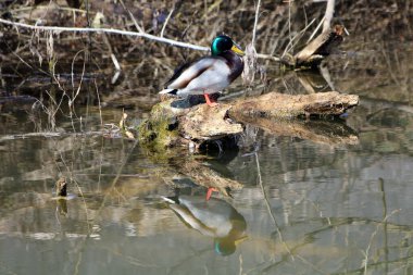 Canlı yeşil başlı erkek bir yaban ördeği anası anası platyrhynchos, yosun kaplı bir kütük üzerinde durur, vahşi kıyı şeridi dalları ile çevrili sessiz gölet suyu yansıtır
