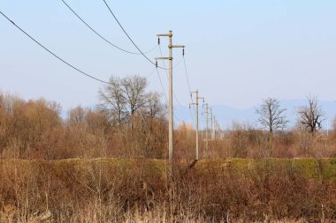 Elektrik hatları olan bir sıra elektrik direği, kırsal bir bölgede soluk mavi bir gökyüzünün altında yapraksız bir çalı ve çıplak ağaçlarla kaplıdır.