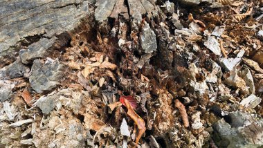 Çürüyen ağaç gövdesinin iç kısımlarında parçalanmış ahşap, kuru yapraklar ve toprak kahverengi tonlarda karmaşık bozulma izleri var.