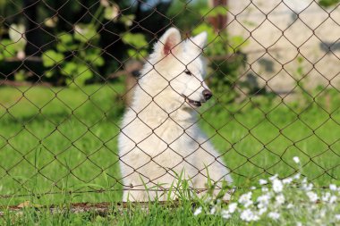 Yumuşak beyaz köpek örülmüş tel örgülerin arkasında oturuyor parlak yeşil çimenlerin üzerinde, kır çiçekleri ön planda çiçek açıyor, sakin bir kırsal evcil hayvan sahnesini yakalıyor.