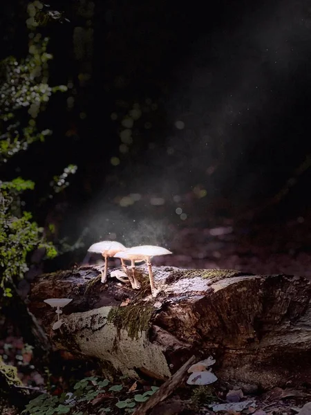 beam of light on mushrooms in the forest. High quality photo