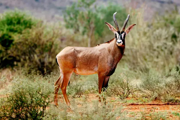 Nesli tükenmekte olan vahşi Roan antilobu, Afrika 'da dimdik ayakta duruyor.