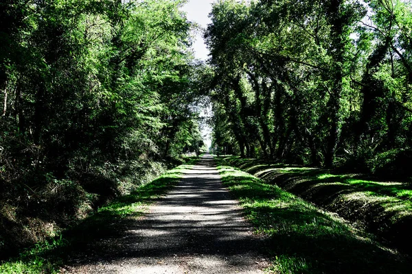 the Via Rhona, an international cycle route through a dense forest near Chalon sur Saone