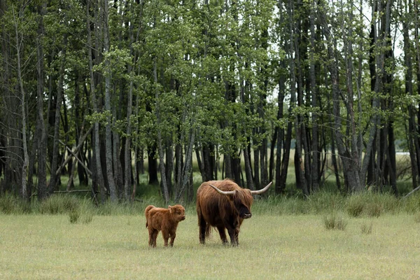 明るく晴れた日の息をのむような背景として役立つ豪華な森で スコットランドの高地の牛とその子牛が穏やかに平和に放牧する穏やかなシーン — ストック写真
