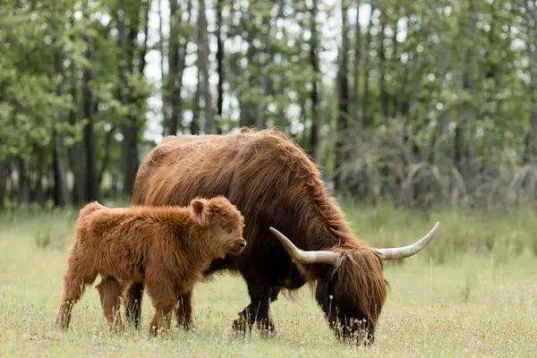 バックグラウンドの評判の良い夏の森の背景を持つ緑色の牧草地にスコットランドの高地の雄牛の母親と子牛のクローズアップビュー — ストック写真