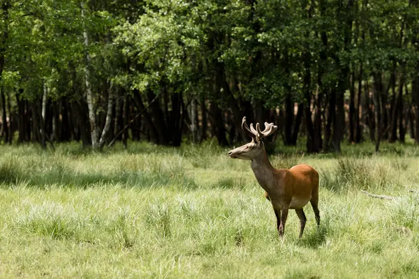 優雅な鹿 アントラーは高く保持され 緑豊かな緑の中に立っています 穏やかな美しさと野生の優雅さの絵 — ストック写真