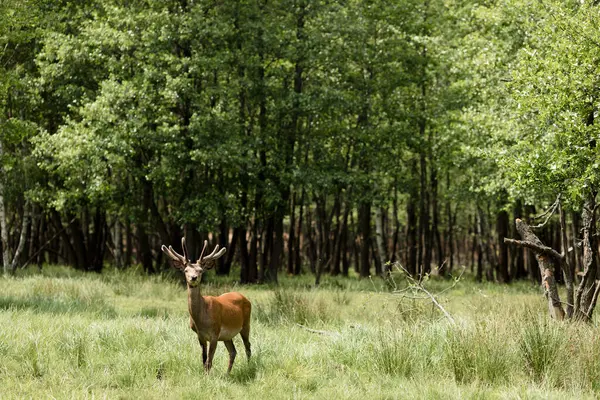 大きな角を持つ鹿は 森の前に緑の芝生の上に立っています 生物多様性と持続可能性を実証する美しく平和な自然のシーンです — ストック写真