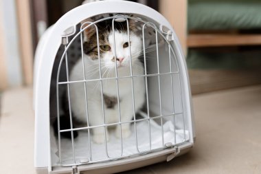 Meraklı bir beyaz ve kahverengi kedi bir hayvan taşıyıcısından dışarı bakar, bir keşif anını ya da bir veteriner ziyaretini yakalar.