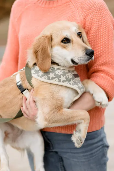 A cute dog with a patterned bandana being held by a person in an orange sweater. The background is blurred but seems to be an outdoor setting